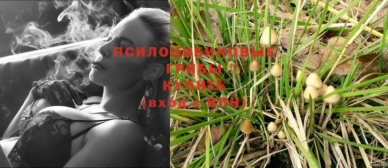 Галлюциногенные грибы Psilocybe  Гаджиево 